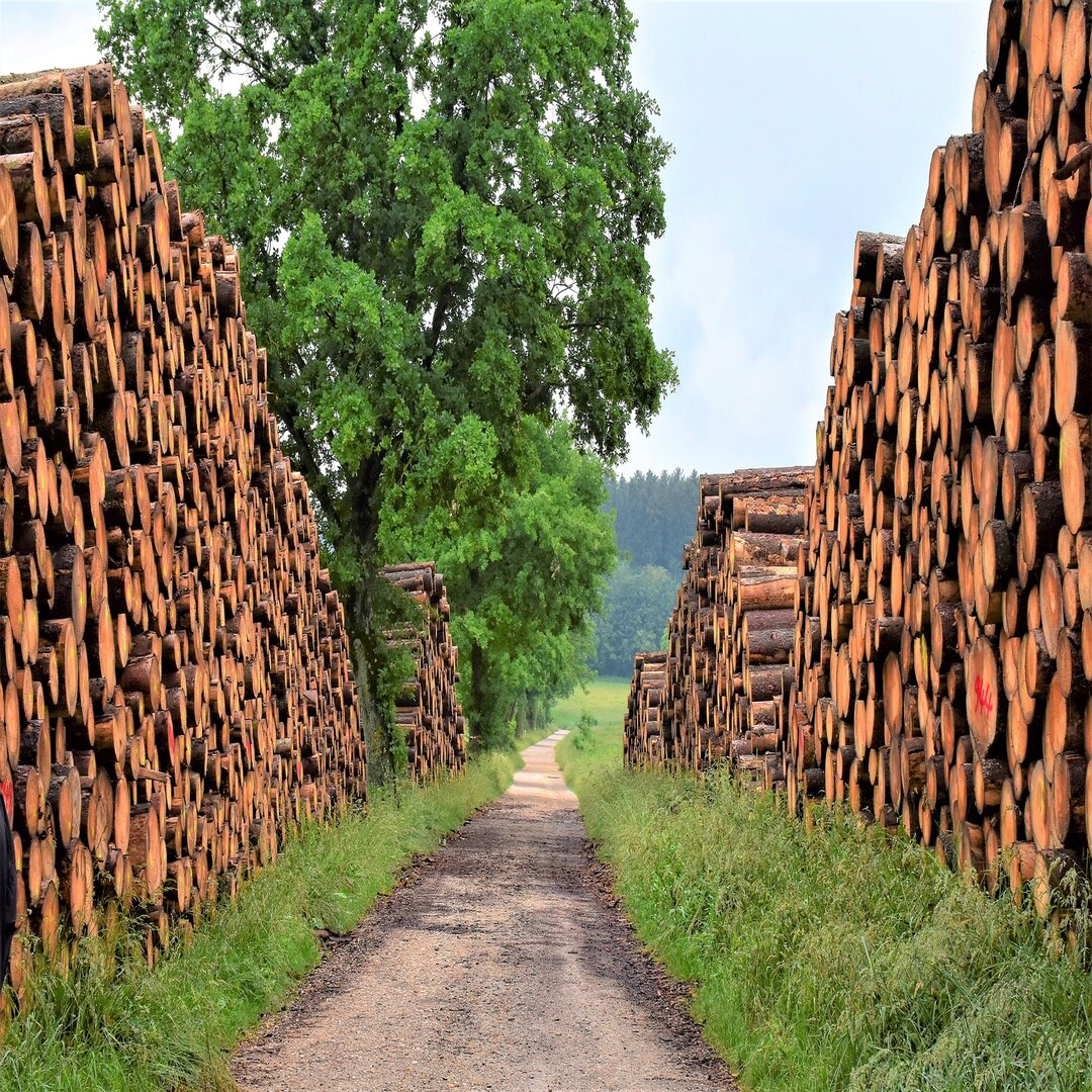 brennholz trocken